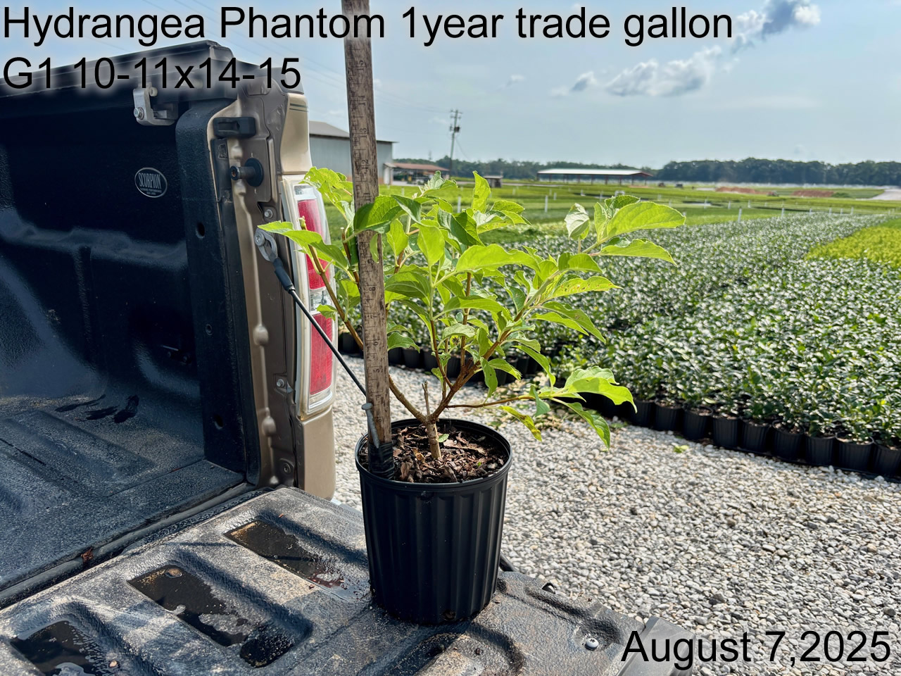 gallery/hpt1yt g1 aug25.jpg